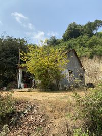 Plants growing on old building by trees against sky