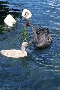 High angle view of swan swimming in lake