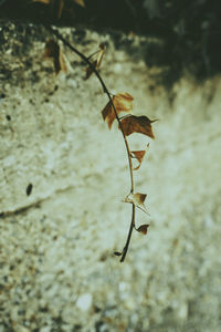 Close-up of plant