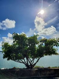 Low angle view of trees against sky on sunny day