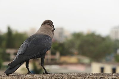 Close-up of pigeon perching on retaining wall