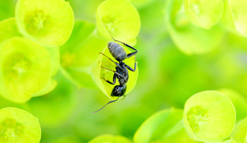 Flowering green spurge in spring, euphorbia esula and ant