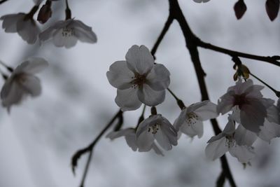 Close-up of white cherry blossoms