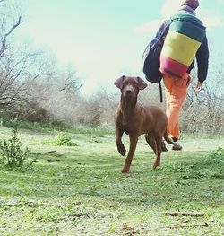 Dog standing on field