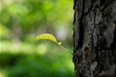 Close-up of leaf on tree trunk