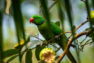 The rose-ringed parakeet, also known as the ring-necked parakeet,