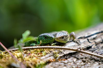 Close-up of frog on plant