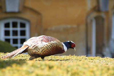 Close-up of bird perching on a building