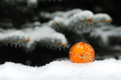 Close-up of snow on leaf during winter