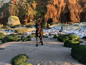 Dog at sandy beach