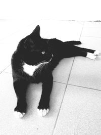 High angle view of cat sitting on floor