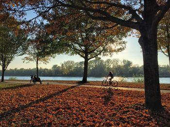 View of horse in park during autumn