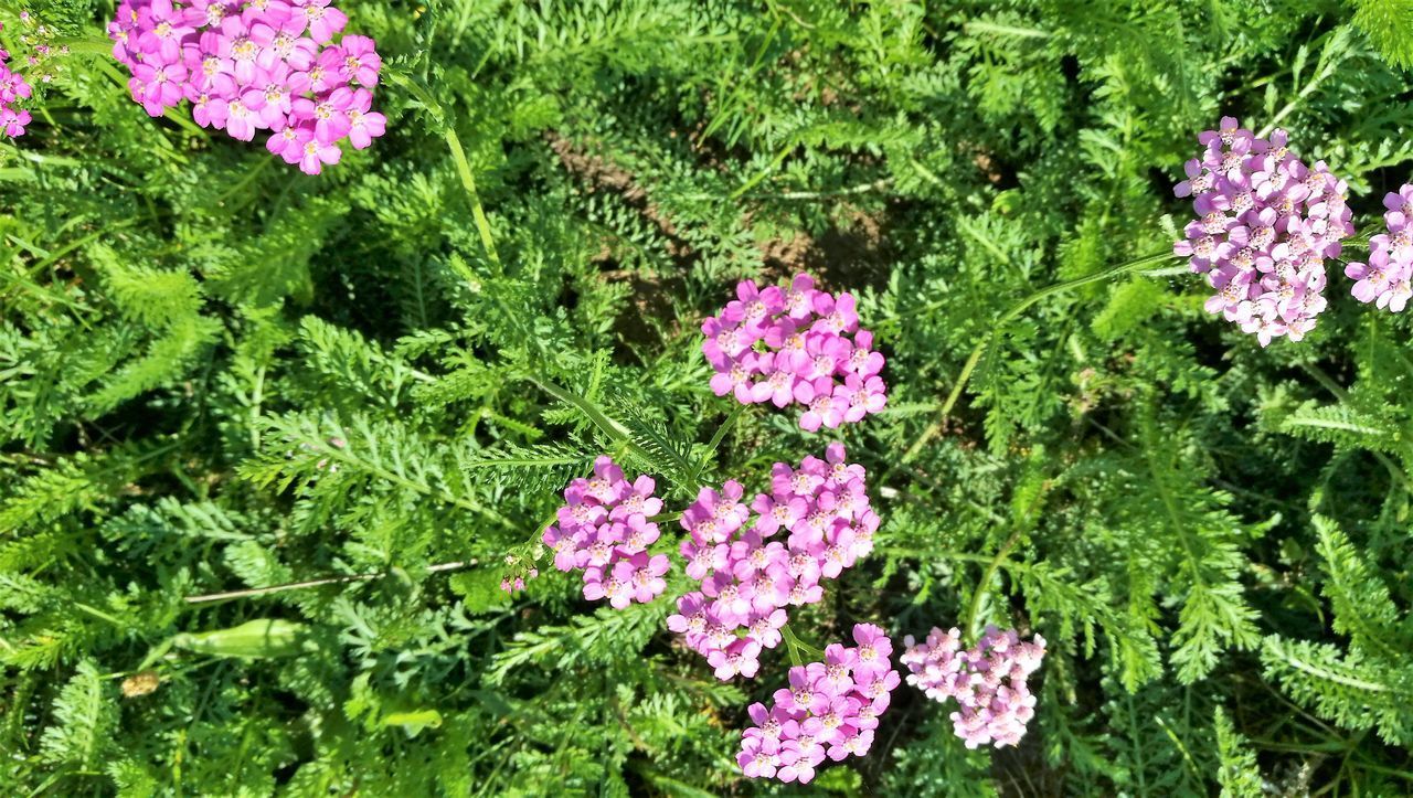 HIGH ANGLE VIEW OF PINK FLOWERING PLANT BY PURPLE FLOWERS