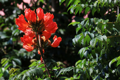 Close-up of red flowering plant