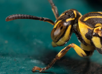 Close-up of insect