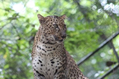 Low angle view of leopard against trees in forest