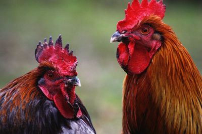 Close-up of roosters