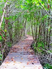 Walkway amidst trees in forest