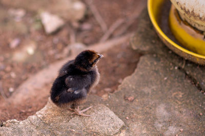 Close-up of a bird