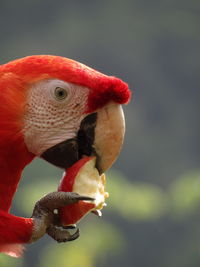 Close-up of parrot