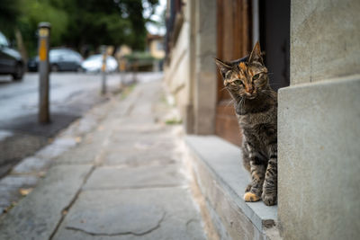 Cat standing on footpath