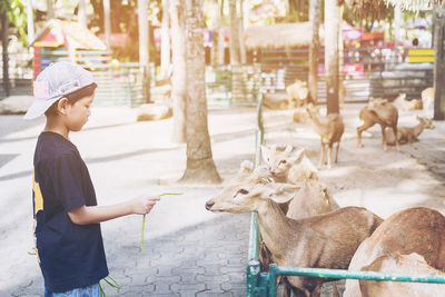Side view of boy feeding deer in zoo