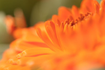 Close-up of orange flower