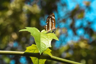 Close-up of butterfly on leaf