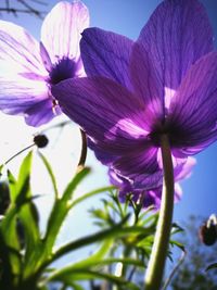 Close-up of purple flower blooming outdoors