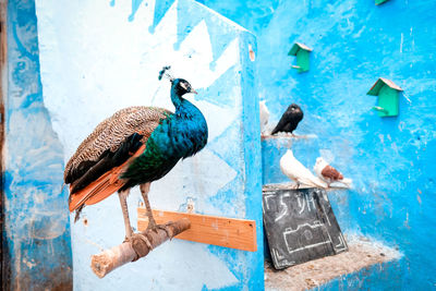 View of birds perching on wall