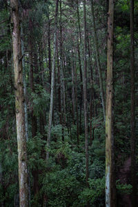 Trees in forest