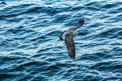 Bird flying over sea