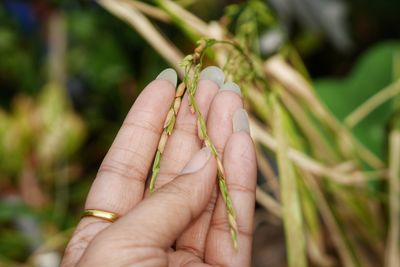 Close-up of insect on hand