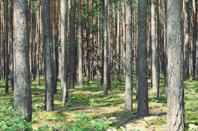 View of trees in forest