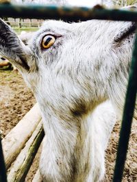 Close-up of goat