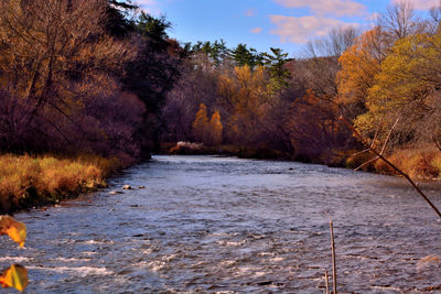 River amidst trees against sky