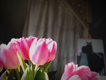 Close-up of pink tulips