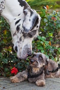 Big dog smelling the little dog