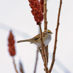 Close-up of bird perching on branch during winter