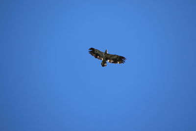 Low angle view of eagle flying in sky