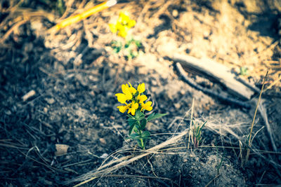 Close-up of yellow flowering plant on field