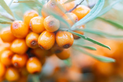 Close-up of orange berries