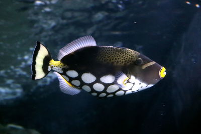 Close-up of fish swimming in sea