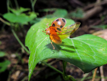 Close-up of insect on plant