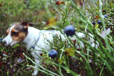 View of dogs on plants