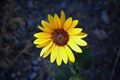 Close-up of yellow flower