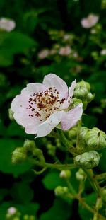 Close-up of white flowering plant