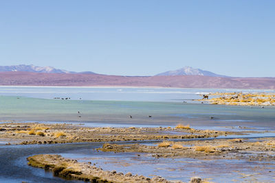 Scenic view of beach against clear blue sky