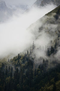Trees on mountain against sky