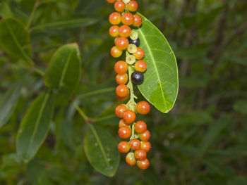 Close-up of fruits growing outdoors
